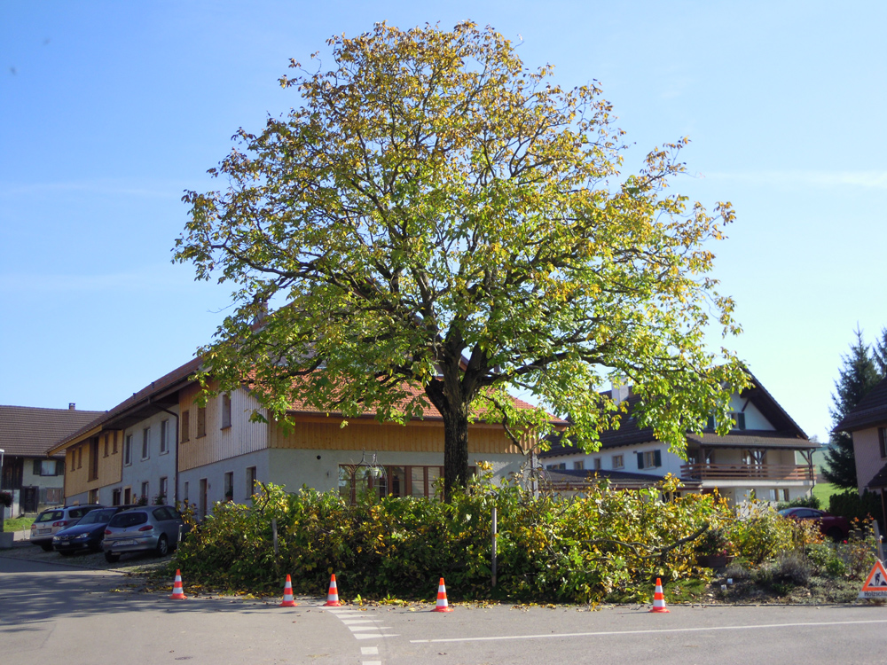 Baumpflege